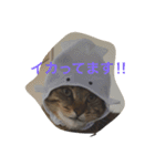 ちゅら猫スタンプ（個別スタンプ：4）