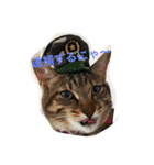 ちゅら猫スタンプ（個別スタンプ：6）