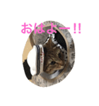 ちゅら猫スタンプ（個別スタンプ：9）