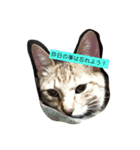 ちゅら猫スタンプ（個別スタンプ：10）