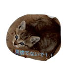 ちゅら猫スタンプ（個別スタンプ：11）