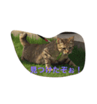 ちゅら猫スタンプ（個別スタンプ：13）