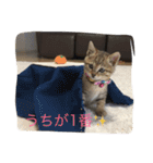 ちゅら猫スタンプ（個別スタンプ：15）