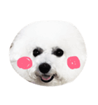 ふわふわビション姉妹（個別スタンプ：1）