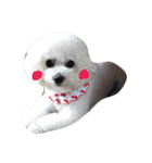 ふわふわビション姉妹（個別スタンプ：2）