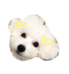 ふわふわビション姉妹（個別スタンプ：3）