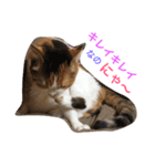 三毛猫みみ3（個別スタンプ：3）