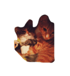 お家猫（個別スタンプ：2）