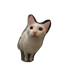 お家猫（個別スタンプ：5）