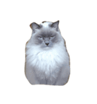 お家猫（個別スタンプ：6）