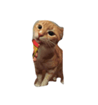 お家猫（個別スタンプ：7）