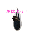 私はチワワ（個別スタンプ：1）