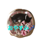 私はチワワ（個別スタンプ：2）