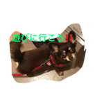 私はチワワ（個別スタンプ：4）