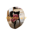 私はチワワ（個別スタンプ：6）