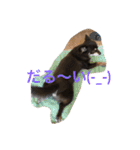 私はチワワ（個別スタンプ：7）
