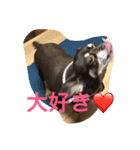 私はチワワ（個別スタンプ：10）