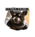 私はチワワ（個別スタンプ：11）