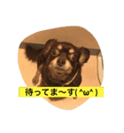 私はチワワ（個別スタンプ：12）