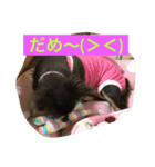 私はチワワ（個別スタンプ：15）