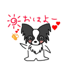 パピヨンのテツ君とキンちゃん。（個別スタンプ：2）