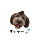 わんこスタンプMiRu！！（個別スタンプ：3）