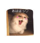 みるくの日常で使えるスタンプ（個別スタンプ：10）