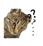 実写猫テリー（個別スタンプ：18）