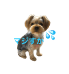 愛犬ラピ  〜ヨークシャテリア〜〜（個別スタンプ：1）