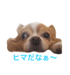 チワワのエアくん（個別スタンプ：2）