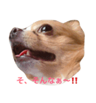 チワワのエアくん（個別スタンプ：4）