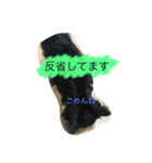 チワワ..（個別スタンプ：4）