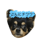 チワワ..（個別スタンプ：5）