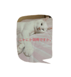 福々（個別スタンプ：5）