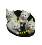 福々（個別スタンプ：7）