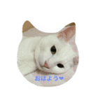 福々（個別スタンプ：8）