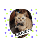 常滑 ほたる子猫店長 とらじ 1（個別スタンプ：1）