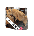 常滑 ほたる子猫店長 とらじ 1（個別スタンプ：3）