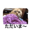 常滑 ほたる子猫店長 とらじ 1（個別スタンプ：4）