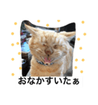 常滑 ほたる子猫店長 とらじ 1（個別スタンプ：5）