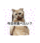 常滑 ほたる子猫店長 とらじ 1（個別スタンプ：6）