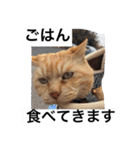 常滑 ほたる子猫店長 とらじ 1（個別スタンプ：7）