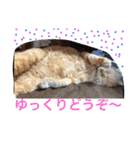 常滑 ほたる子猫店長 とらじ 1（個別スタンプ：8）