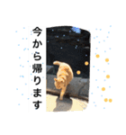 常滑 ほたる子猫店長 とらじ 1（個別スタンプ：10）