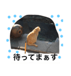 常滑 ほたる子猫店長 とらじ 1（個別スタンプ：12）