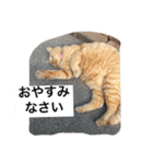 常滑 ほたる子猫店長 とらじ 1（個別スタンプ：14）
