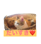 常滑 ほたる子猫店長 とらじ 1（個別スタンプ：15）