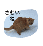 常滑 ほたる子猫店長 とらじ 1（個別スタンプ：16）