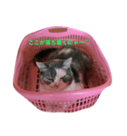 ねこねこたち（個別スタンプ：1）