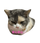 ねこねこたち（個別スタンプ：2）